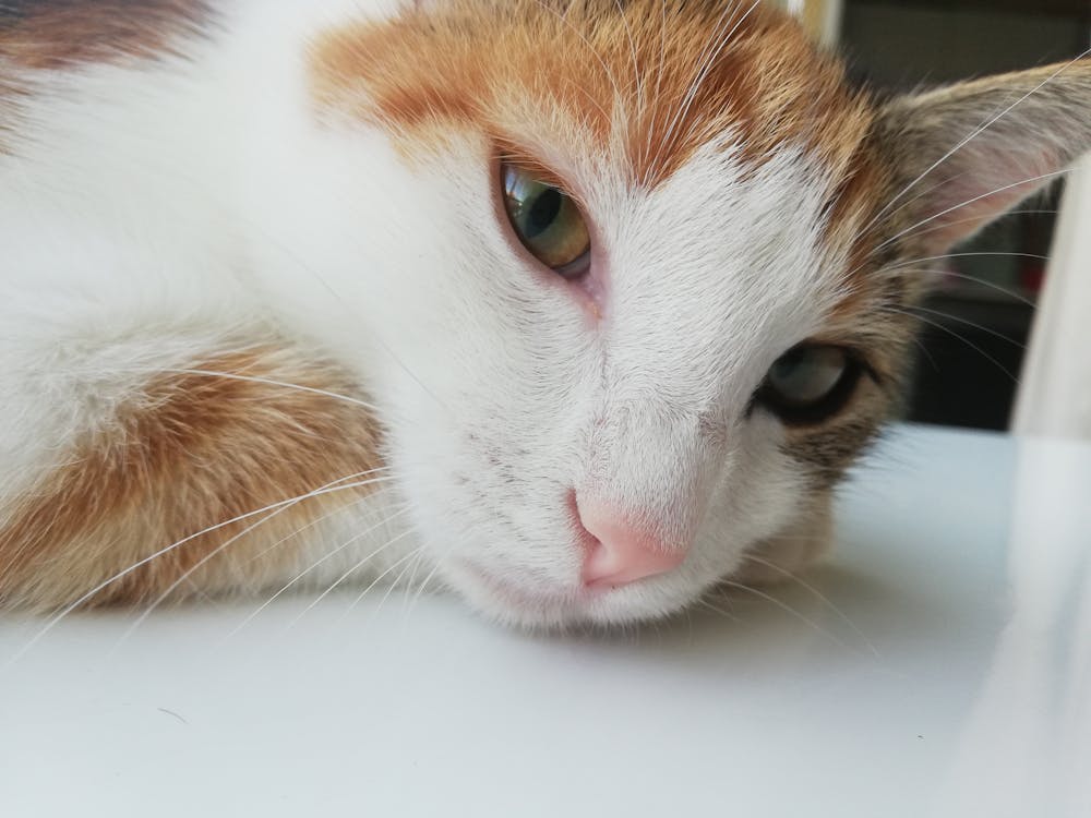 Electrical Panel Upgrades